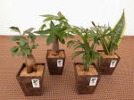 バイオマスポットS　　ミニ観葉植物/観葉植物/モダン/インテリア/寄せ植え/ガーデニング