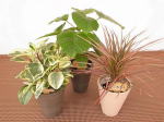 アースカラーウェア　L　ミニ観葉植物/観葉植物/モダン/インテリア/寄せ植え/ガーデニング