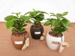 コーヒーの木ウォーターサプライ　ミニ観葉植物/観葉植物/モダン/インテリア/寄せ植え/ガーデニング